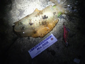 �މʉ摜