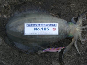 �މʉ摜