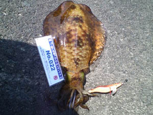 �މʉ摜
