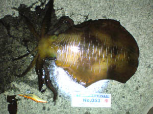 �މʉ摜