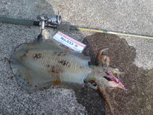 �މʉ摜