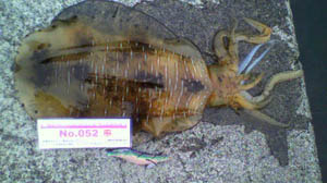 �މʉ摜