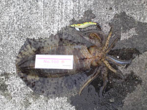 �މʉ摜