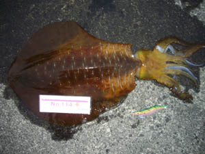 �މʉ摜