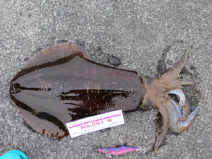 �މʉ摜