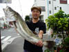 シーバス釣果