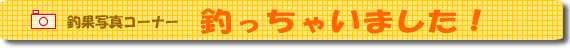�މʎʐ^�R�[�i�[